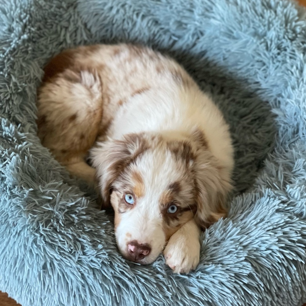 Meet your Posher, Brodie Sky🐾 - Picture 10 of 12